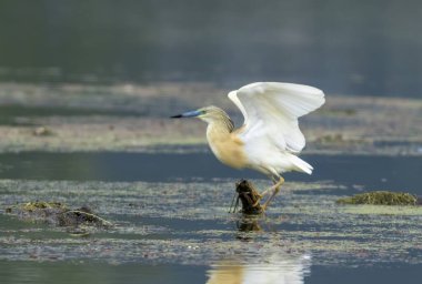 Squacco Heron, üreme kolonisinde.