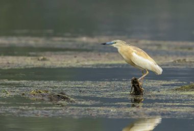 Squacco Heron, üreme kolonisinde.