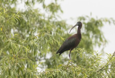 Ağacın üzerinde yetişkin bir Ibis