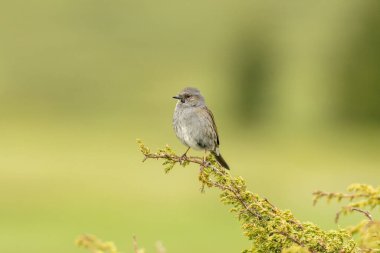 Dunnock (Prunella modularis) doğal ortamında