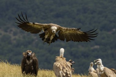 Griffon Vulture (Gyps fulvus) beslenme istasyonu üzerine