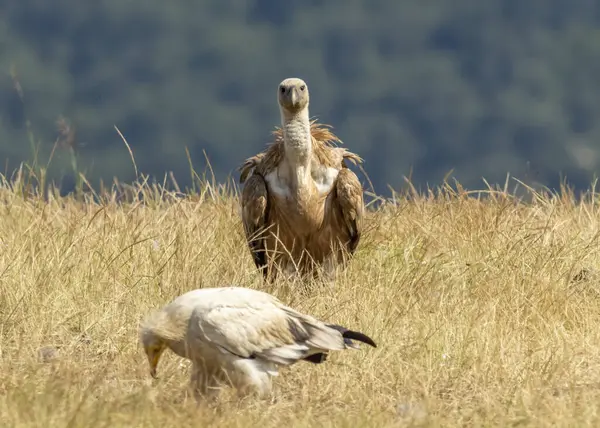 Egyptian and Griffon vultures on feeding station