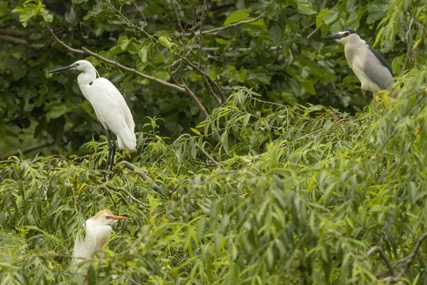 Little Egret, Cattle Egret and Black-crowned night-heron in breeding colony