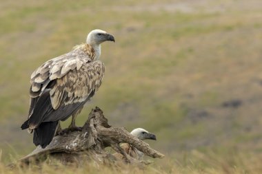 Griffon Vulture (Gyps fulvus) beslenme istasyonu üzerine