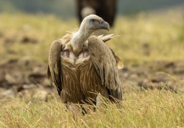 Griffon Vulture (Gyps fulvus) beslenme istasyonu üzerine