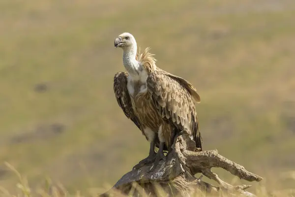 stock image Griffon Vulture (Gyps fulvus) on feeding station