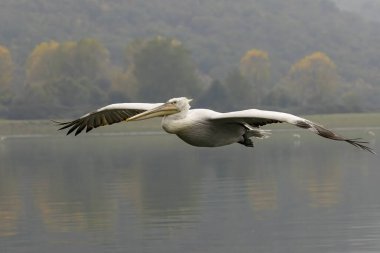 Kerkini Gölü 'nün Dalmaçyalı Pelikanı