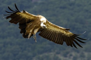 Griffon Vulture (Gyps fulvus) beslenme istasyonu üzerine