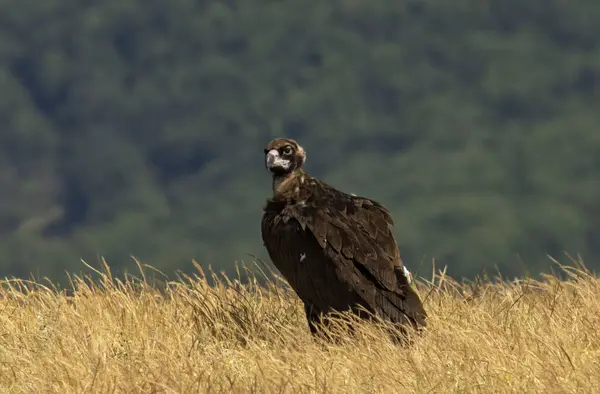 Cinereous vulture sitting on feeding station