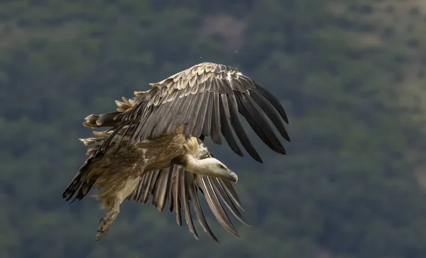 Griffon Vulture (Gyps fulvus) on feeding station