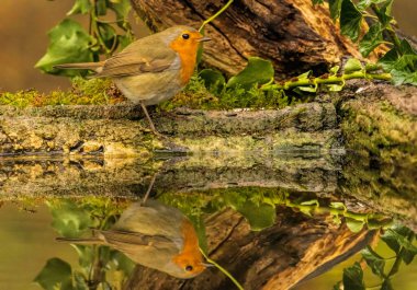 Robin Bird rakete yakın kanatları açık oturuyor.