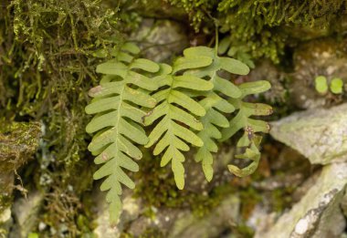 Common polypody fern (Polypodium vulgare) clipart