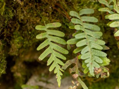 Common polypody fern (Polypodium vulgare) clipart
