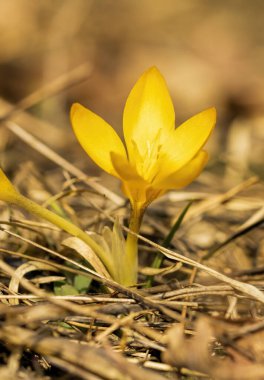 Crocus, çiçekli mevsimlik bir bitki cinsidir.