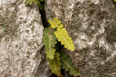 Yaygın polipody eğreltiotu (Polypodium vulgare)