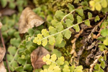 Yaygın polipody eğreltiotu (Polypodium vulgare)