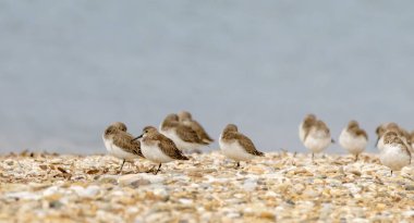 Dunlin (Calidris alpina) doğal yaşam alanında