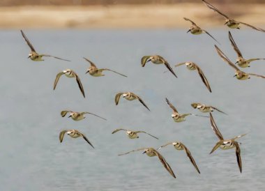 Dunlin (Calidris alpina) doğal yaşam alanında