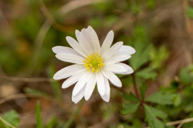 Anemone (Anemone nemorosa) çiçeği