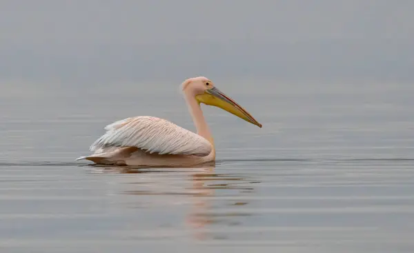 Pelicano Branco Kerkini Lake Grecia — Fotografia de Stock