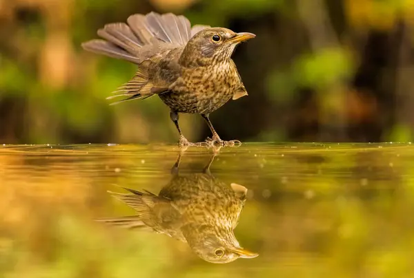Common Blackbird in a natural habitat