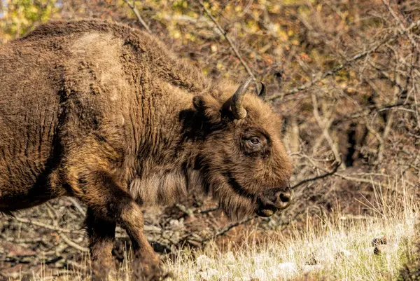 stock image European Bison reintroduced on the Balkans