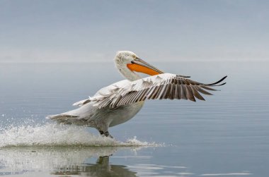 Kerkini Gölü 'nün Dalmaçyalı Pelikanı