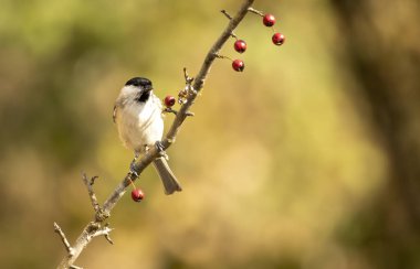 Common Marsh Tit in the forest background