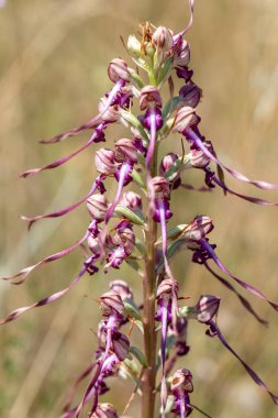 Kertenkele Orkidesi (Himantoglossum jankae) doğal ortamında