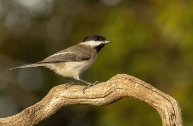 Sombre Tit (Parus lugubris) in to the forest