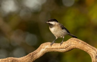 Sombre Tit (Parus lugubris) in to the forest