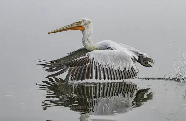 Pelicano Dálmata Kerkini Lake — Fotografia de Stock