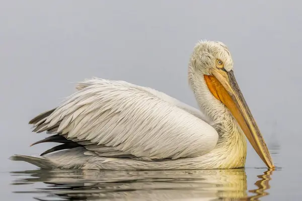 Pelicano Dálmata Kerkini Lake — Fotografia de Stock