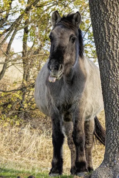 stock image Semi wild horses (Tarpans) reintroduced in Bulgaria