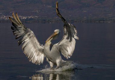 Kerkini Gölü 'nün Dalmaçyalı Pelikanı