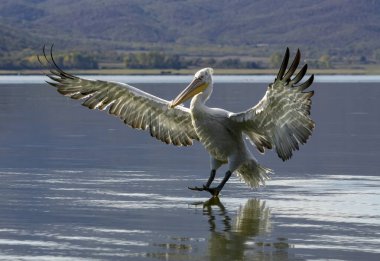 Kerkini Gölü 'nün Dalmaçyalı Pelikanı