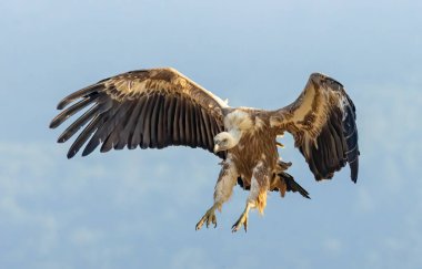 Griffon Vulture (Gyps fulvus) beslenme istasyonu üzerine