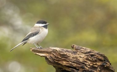 Sombre Tit (Parus lugubris) in to the forest