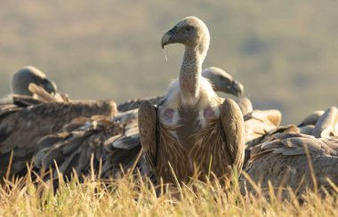 Griffon Vulture (Gyps fulvus) beslenme istasyonu üzerine