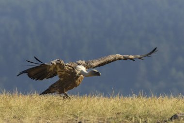 Griffon Vulture (Gyps fulvus) beslenme istasyonu üzerine