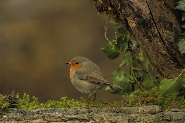 stock image Robin bird sitting with open wing close to paddle