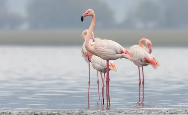 Yunanistan Daki Ulusal Parkta Büyük Flamingo Sürüsü — Stok fotoğraf