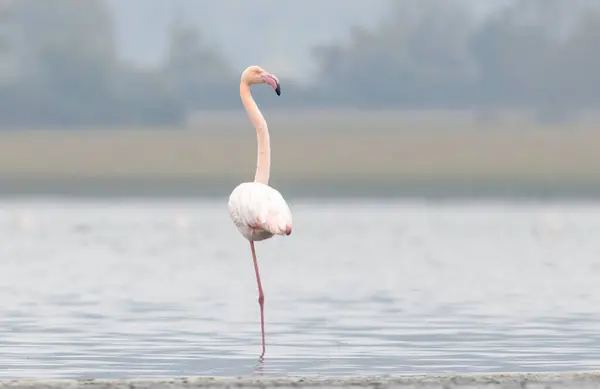 Yunanistan Daki Ulusal Parkta Büyük Flamingo Sürüsü — Stok fotoğraf