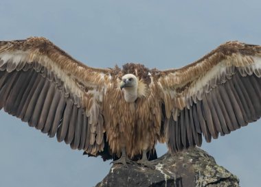 Griffon Vulture (Gyps fulvus) beslenme istasyonu üzerine