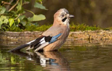 Orman kuşu Jay (Garrulus glandarius)