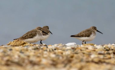 Dunlin (Calidris alpina) doğal yaşam alanında