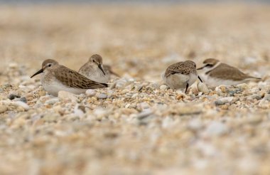 Dunlin (Calidris alpina) doğal yaşam alanında