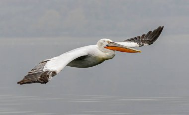 Kerkini Gölü 'nün Dalmaçyalı Pelikanı