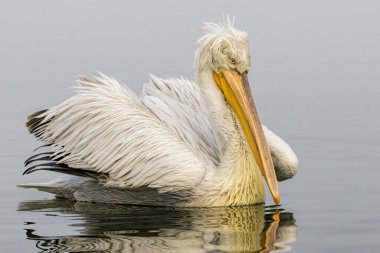 Kerkini Gölü 'nün Dalmaçyalı Pelikanı