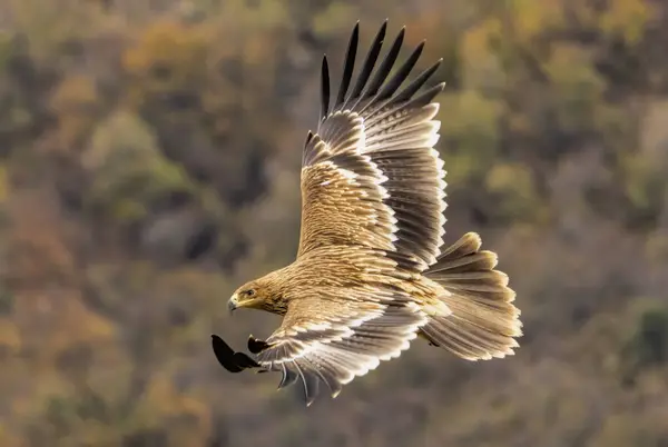 stock image Eastern Imperial eagle on feeding station